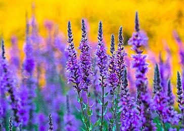 恐怖大作《蔑视》新视频公布 勇闯诡异迷宫！